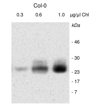 western blot using anti-PSB33 antibodies
